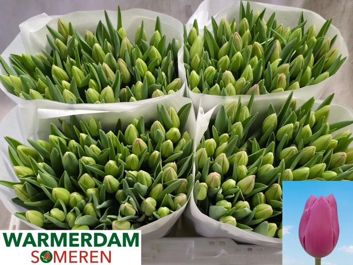 <h4>TU EN PINK TWIST</h4>