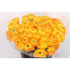 Ran.. Su Solaris Extra X50