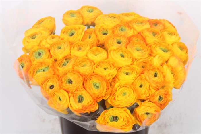 <h4>Ran.. Su Solaris Extra X25</h4>