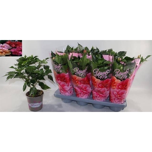 HIBISCUS MIX P13