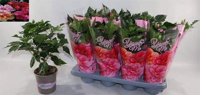 <h4>HIBISCUS MIX P13</h4>