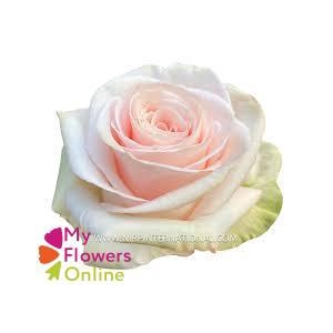 R Gr Happy Pink  Pink 50cm EC