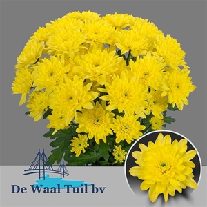 70cm 2-3 Chr T Baltica Yellow