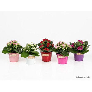 KALANCHOE BLOSSF p6 E 4647