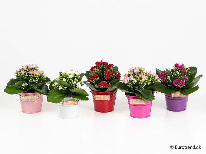 <h4>KALANCHOE BLOSSF p6 E 4647</h4>