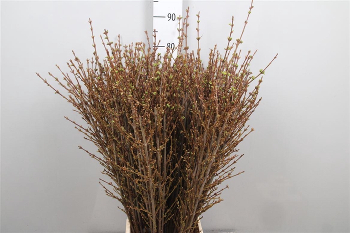 <h4>Forsy I Spectabilis</h4>