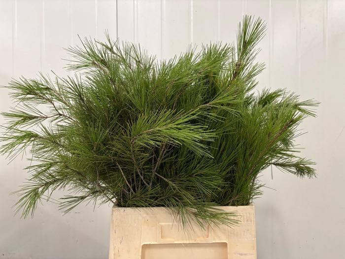 <h4>PINUS STROBUS</h4>