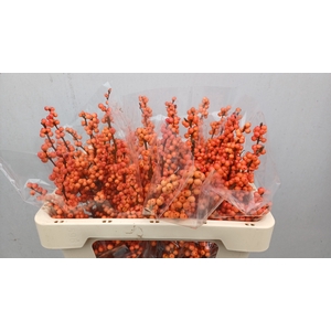 ILEX VE WINTER GOLD