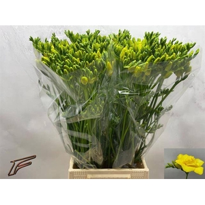 Freesia du Boulevard