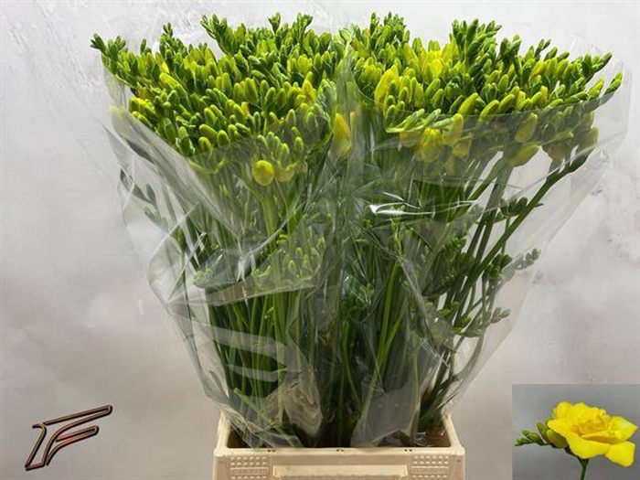 <h4>Freesia du Boulevard</h4>