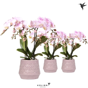 Kolibri Orchids Phalaenopsis pink 2 spike in Bohemian pot pink