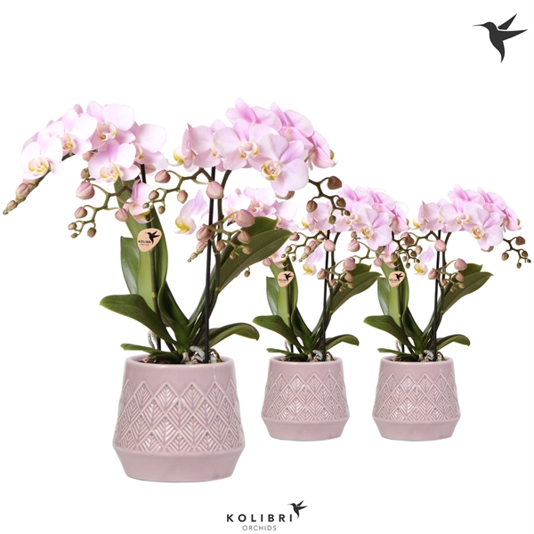 <h4>Kolibri Orchids Phalaenopsis pink 2 spike in Bohemian pot pink</h4>