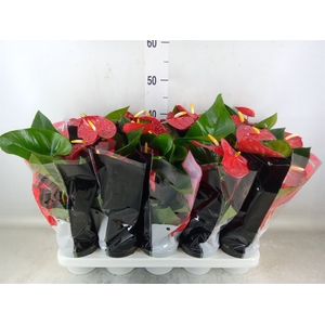 Anthurium andr. 'Royal Champion'