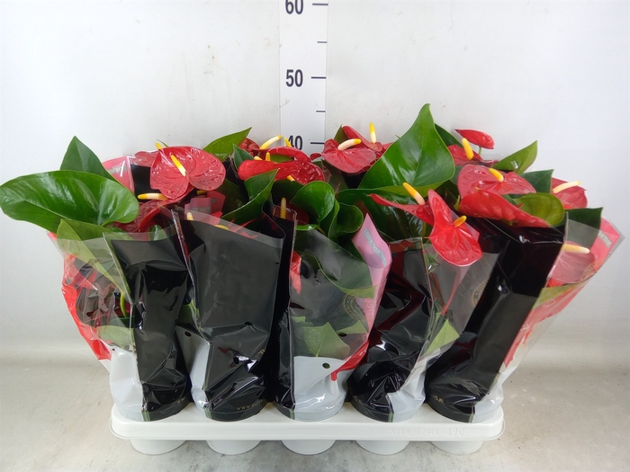 <h4>Anthurium andr. 'Royal Champion'</h4>
