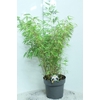 Fargesia rufa