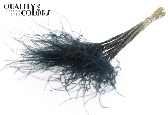 <h4>Stypha Penata 10 tufts per bunch Black</h4>