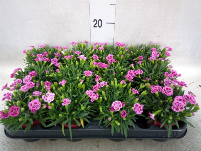 <h4>Dianthus  'Pink Kisses'</h4>