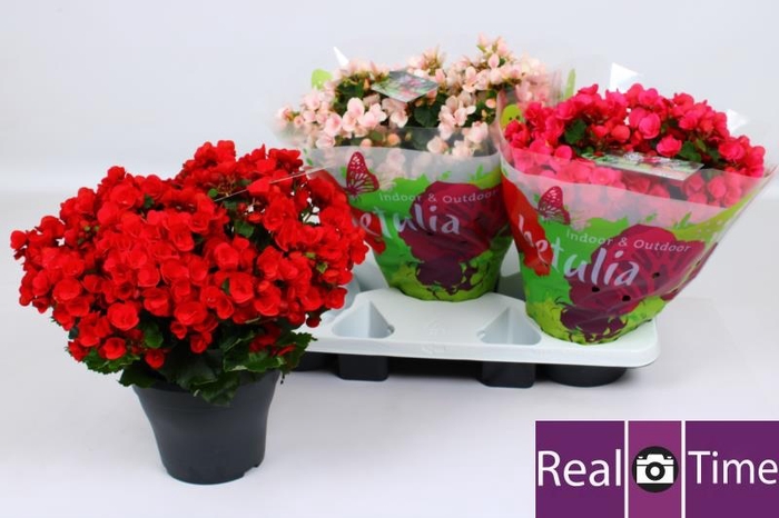 <h4>BEG EN BETULIA GEM</h4>