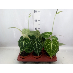 Anthurium clarinervium