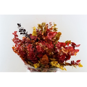Pres Euca Stuartiana Autumn P Bunch