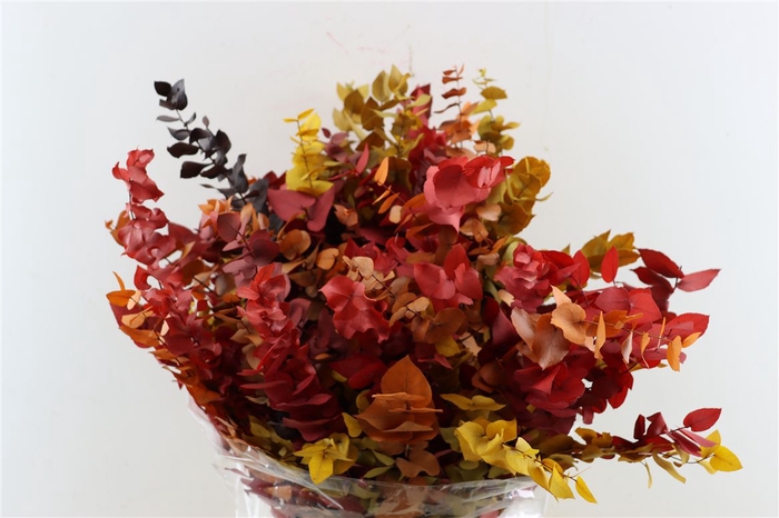 <h4>Pres Euca Stuartiana Autumn P Bunch</h4>