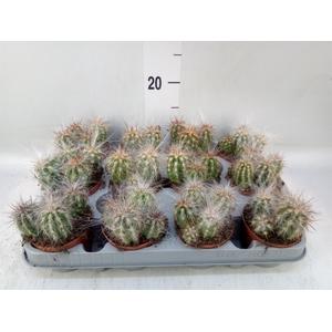 Cereus   ...