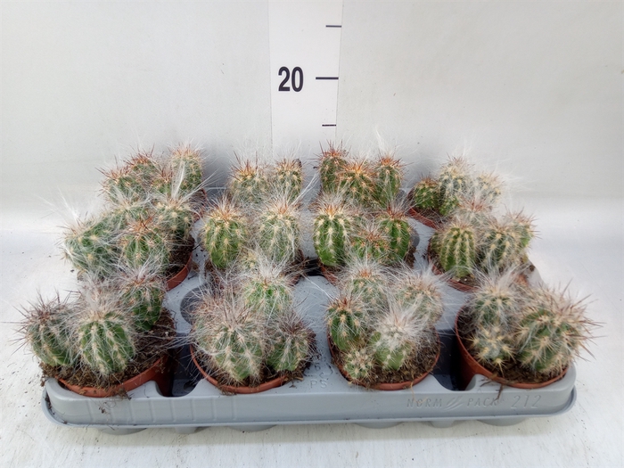 <h4>Cereus   ...</h4>