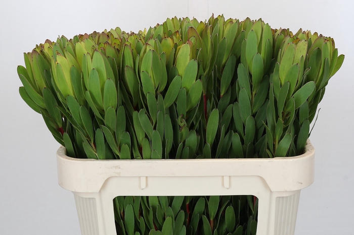 <h4>Leucadendron Goldstrike</h4>