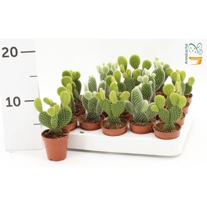 OPUNTIA MICRODASYS