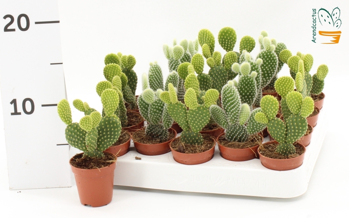 <h4>OPUNTIA MICRODASYS</h4>