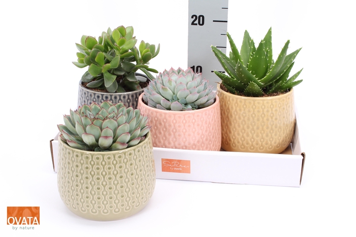 <h4>SUCC GEM 4 SRT</h4>