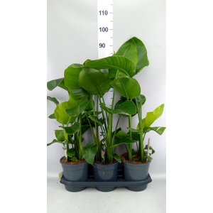 Strelitzia nicolai