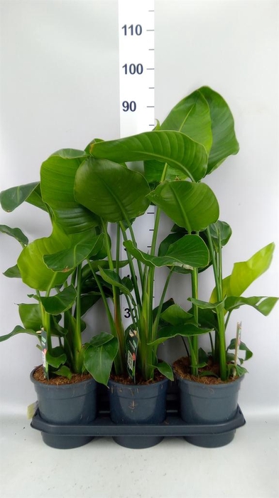 <h4>Strelitzia nicolai</h4>