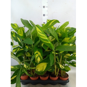 Ctenanthe pilosa 'Mosaic'