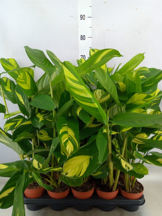 <h4>Ctenanthe pilosa 'Mosaic'</h4>