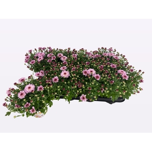 CHRY FLAIR PINK