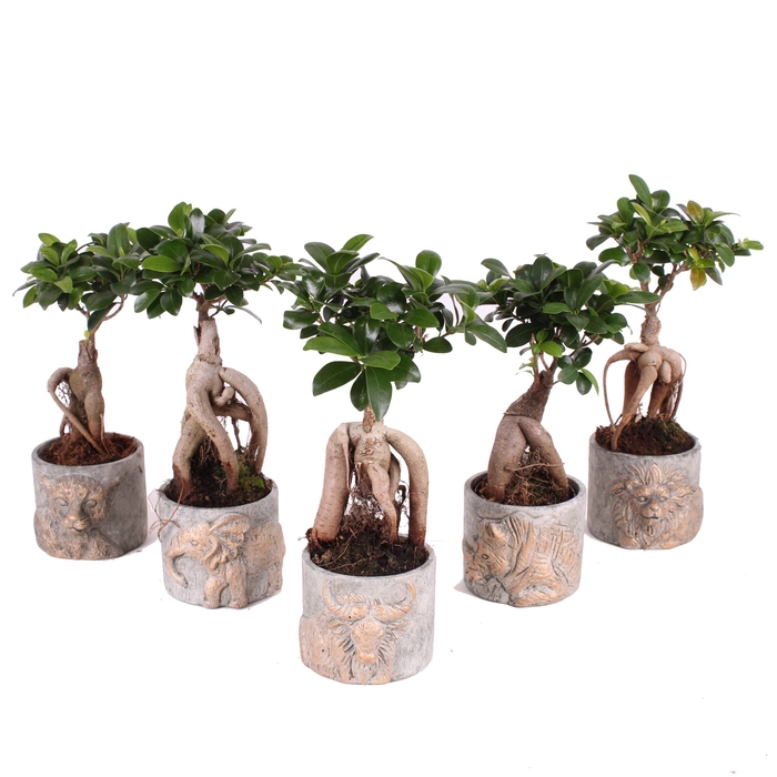 <h4>Ficus Mi Ginseng Keramiek Big 5</h4>