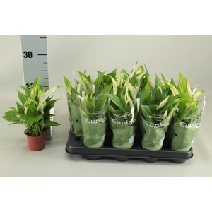 Spathiphyllum Pearl Cupido