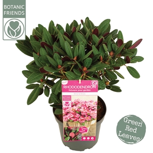Rhododendron 'Wine & Roses' ®