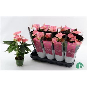 Anthu An Sweet Dream 5-6 Bloemen+