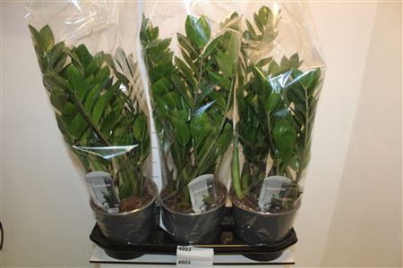 <h4>Zamio Zamiifolia 6+</h4>