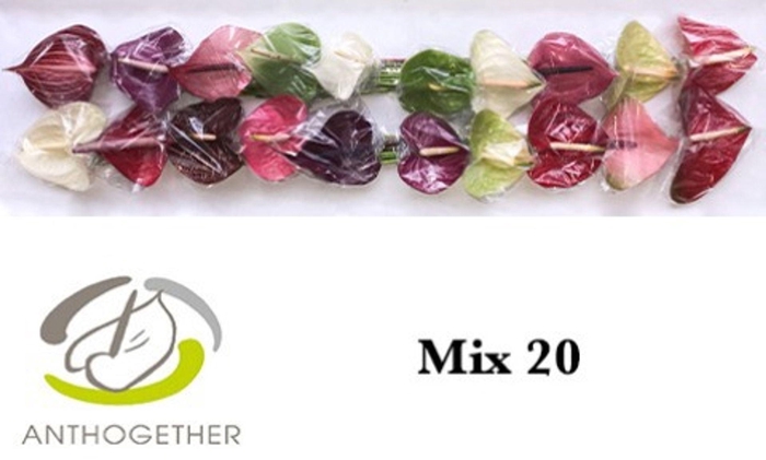 <h4>Anthurium andr. ...mix</h4>