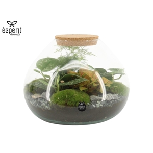90515: Terrarium arrangement