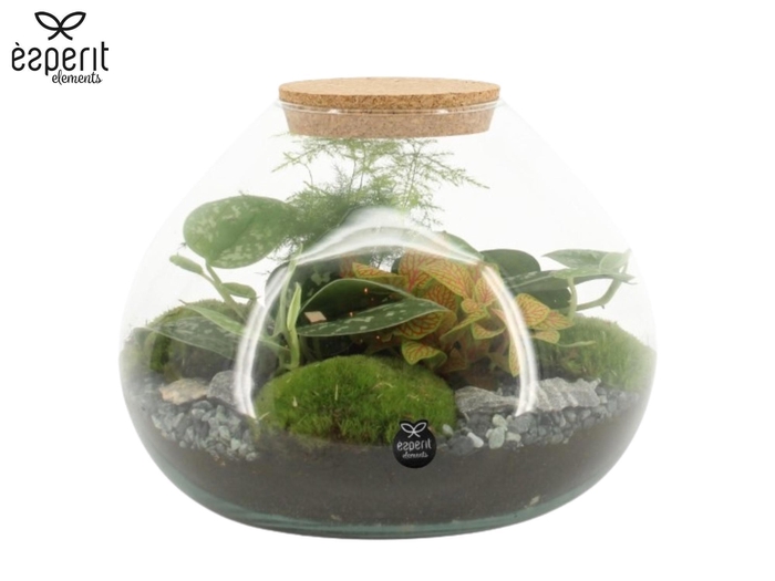 <h4>90515: Terrarium arrangement</h4>