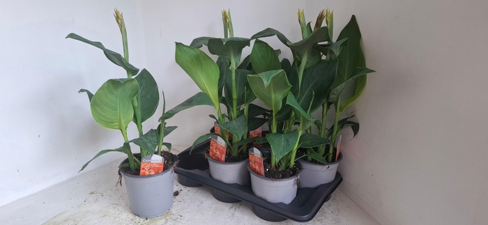 <h4>CANNA CAN ORAN SHADE</h4>