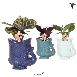 Kolibri Greens Calathea mix in Fish pot blue mix