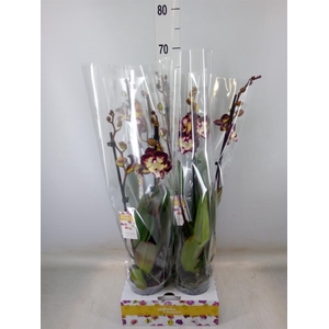 Phalaenopsis   ...red