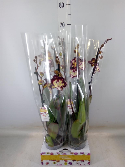 <h4>Phalaenopsis   ...red</h4>