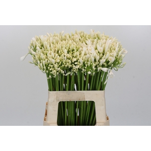 Agapanthus EYFORI White