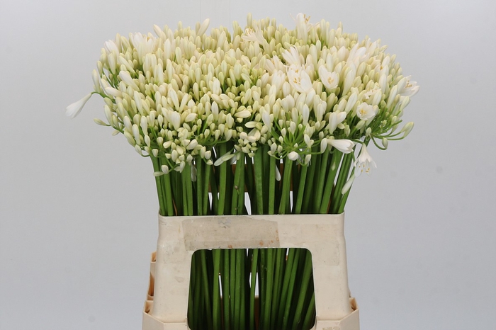 Agapanthus EYFORI White